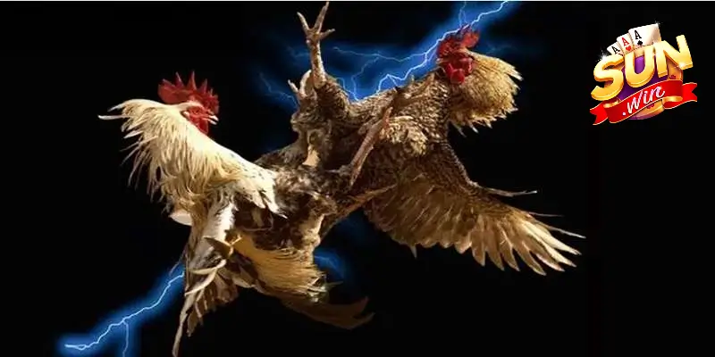 Mỗi trường đấu lại mang một kiểu cảm xúc riêng